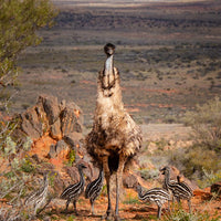 6616ab8ed8c3c268632d0a1d_emu-with-chicks-broken-hill-nsw-web_1765693690989.jpg