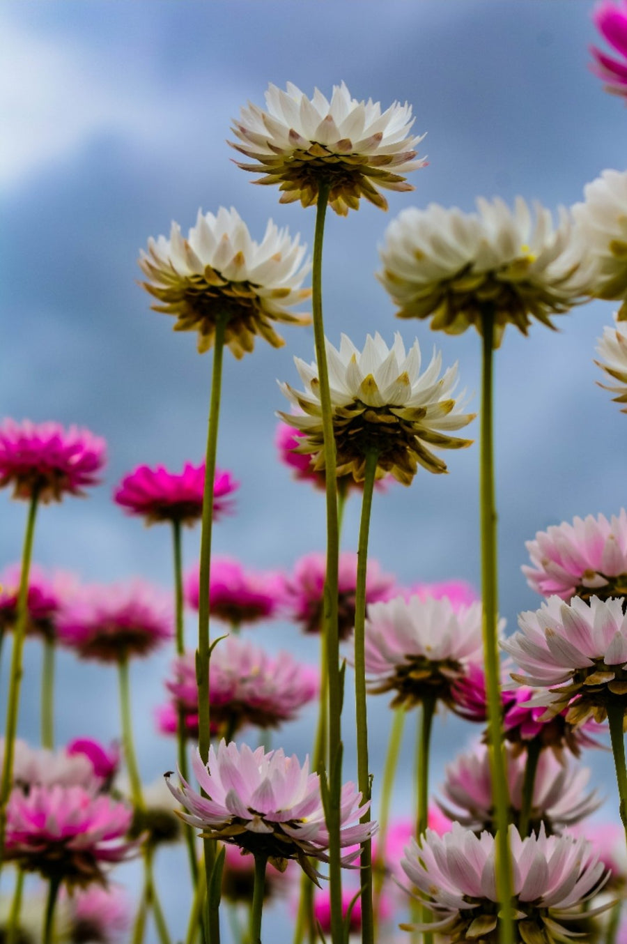 Everlastings Wildflowers, Western Australia – Riptide Prints