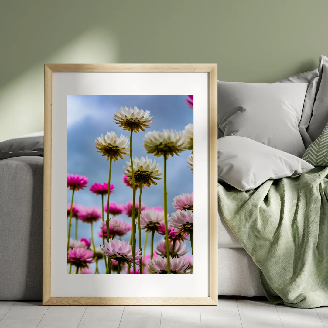 Everlastings Wildflowers, Western Australia – Riptide Prints
