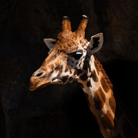 6616ab8ed8c3c268632d0a1d_giraffe-at-taronga-zoo-web_1765693815027.jpg