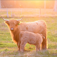 6616ab8ed8c3c268632d0a1d_golden-hour-thumbnail_1785414001107.jpg