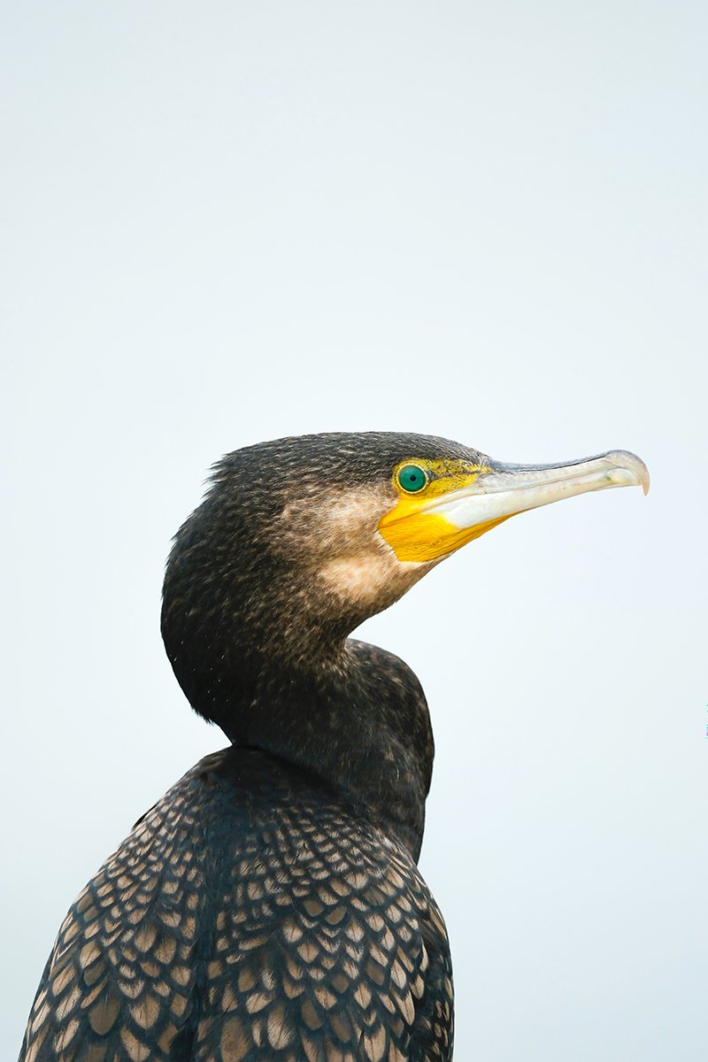 6616ab8ed8c3c268632d0a1d_great-cormorant-portrait-coorong-south-australia_1768277030378.jpg