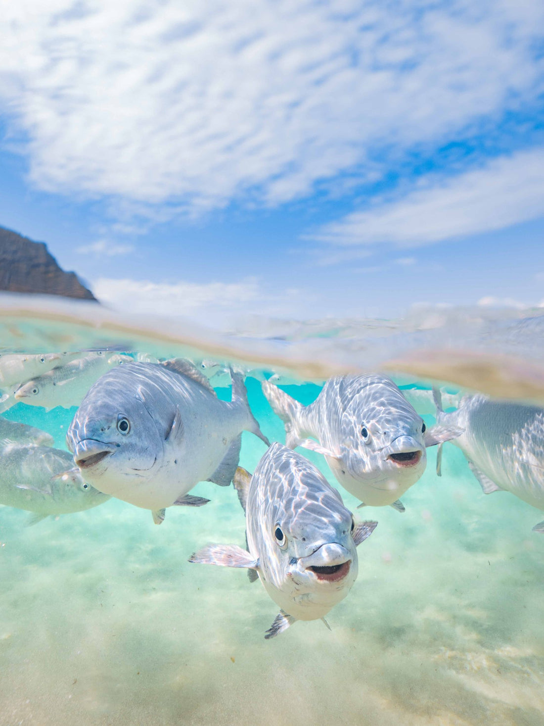 6616ab8ed8c3c268632d0a1d_happy-fish-lord-howe-island_1791589390416.jpg