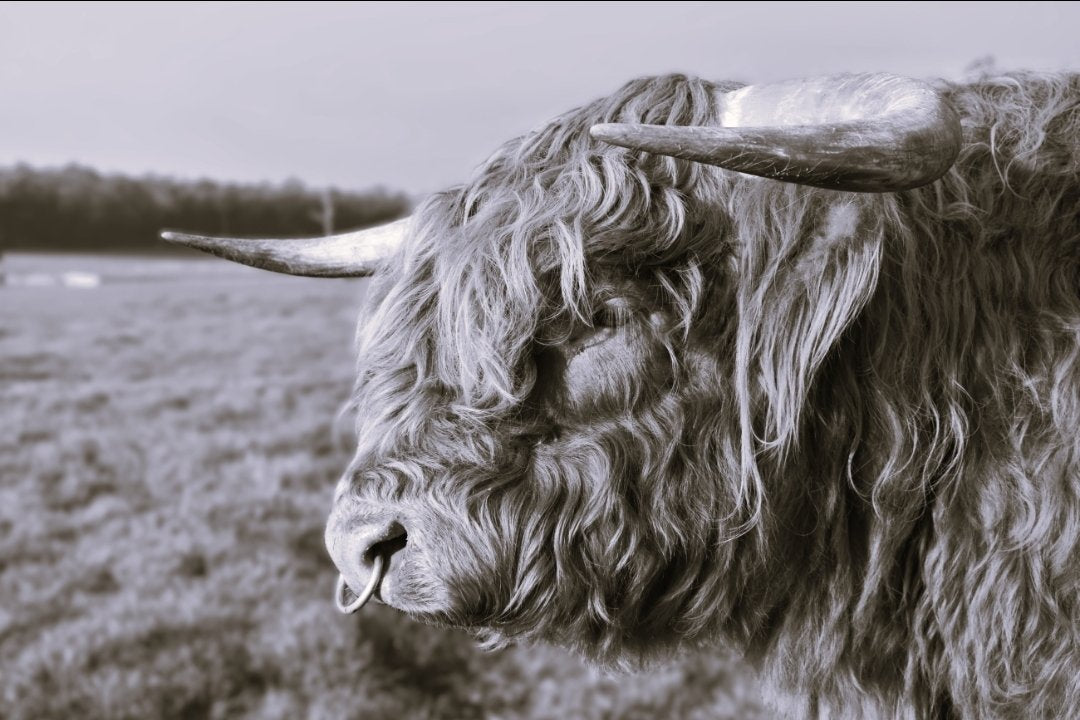 6616ab8ed8c3c268632d0a1d_highland-bull-monochrome-thumbnail_1785414279970.jpg
