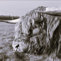 6616ab8ed8c3c268632d0a1d_highland-bull-monochrome-thumbnail_1785414279970.jpg