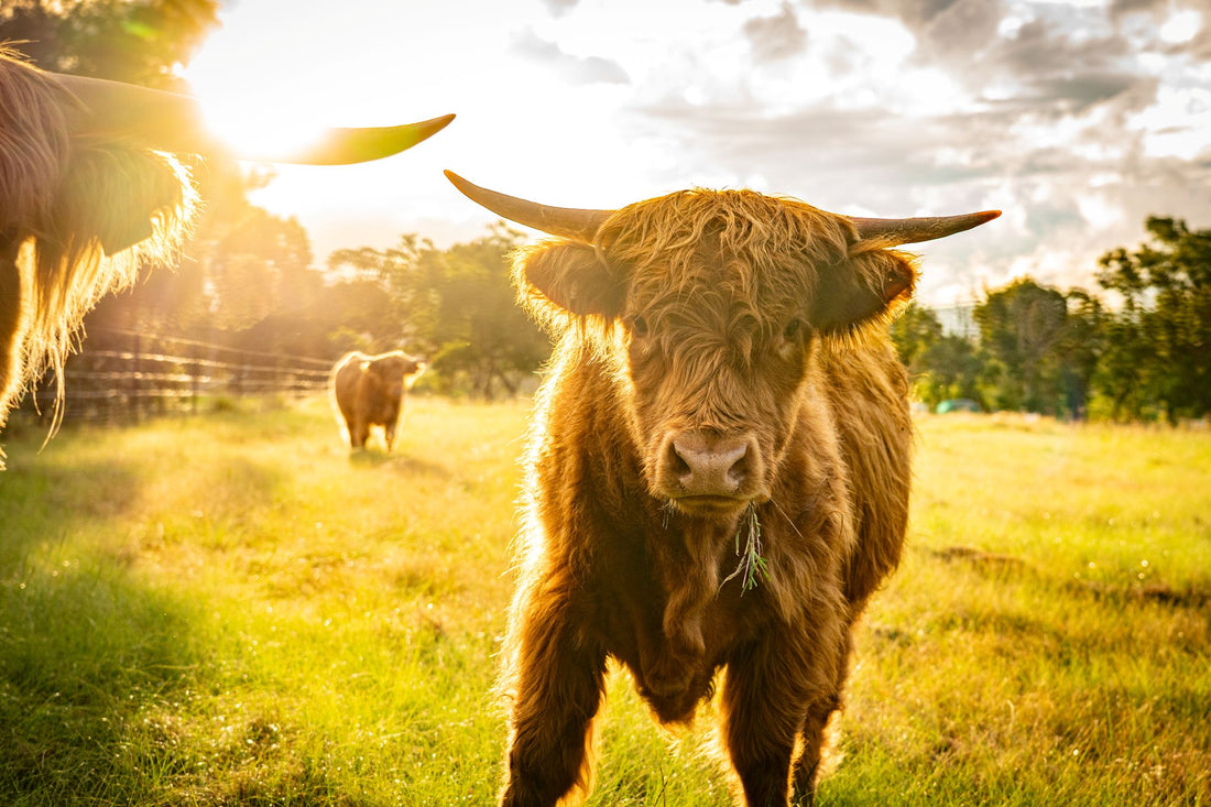 6616ab8ed8c3c268632d0a1d_highland-cow-at-sunset_1768018198374.jpg