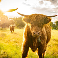 6616ab8ed8c3c268632d0a1d_highland-cow-at-sunset_1768018198374.jpg