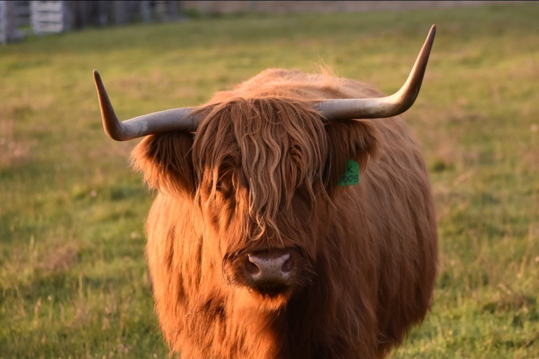 6616ab8ed8c3c268632d0a1d_highland-cow-front-on-portrait-colour-thumbnail_1785414243887.jpg