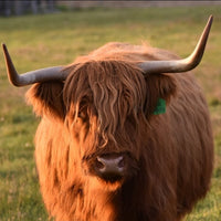 6616ab8ed8c3c268632d0a1d_highland-cow-front-on-portrait-colour-thumbnail_1785414243887.jpg