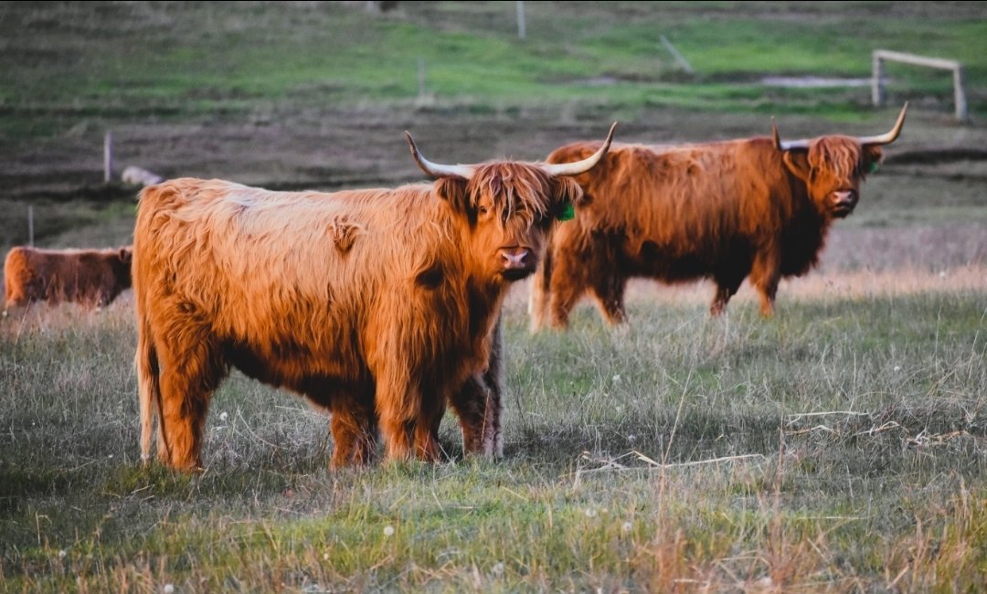 6616ab8ed8c3c268632d0a1d_highland-cow-pair-thumbnail_1785414510498.jpg
