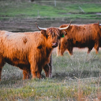 6616ab8ed8c3c268632d0a1d_highland-cow-pair-thumbnail_1785414510498.jpg