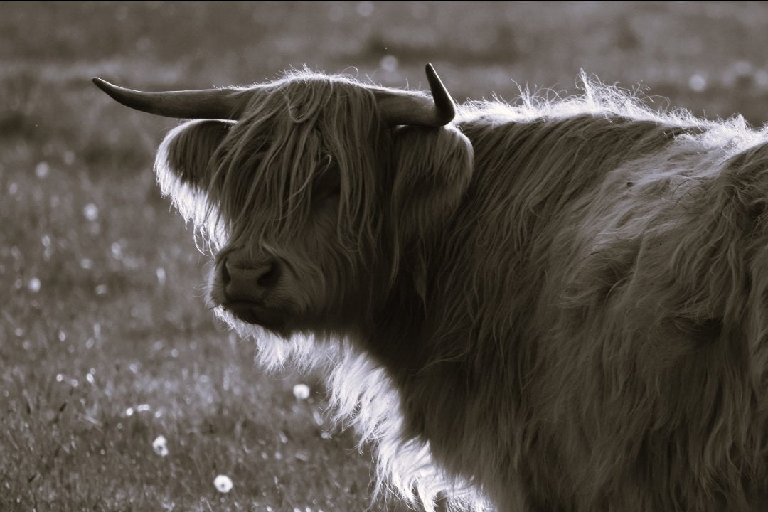 6616ab8ed8c3c268632d0a1d_highland-cow-portrait-black-and-white_1785414316575.jpg