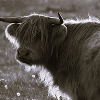 6616ab8ed8c3c268632d0a1d_highland-cow-portrait-black-and-white_1785414316575.jpg