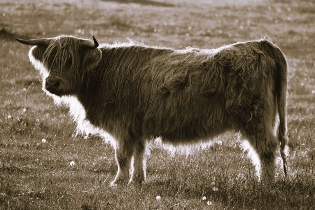 6616ab8ed8c3c268632d0a1d_highland-cow-side-on-full-body-portrait-monochrome_1785414578361.jpg