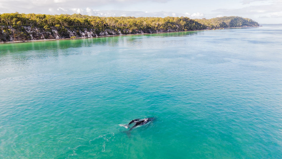 6616ab8ed8c3c268632d0a1d_humpback-whales-swimming-past-the-k-gari-fraser-island-coastline_1768025084390.jpg