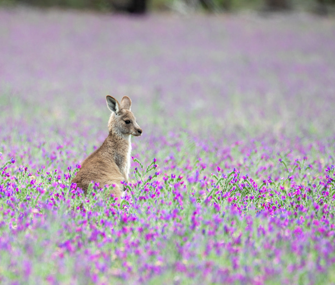 6616ab8ed8c3c268632d0a1d_kangaroo-baby-in-purple-flowers_1762757337445.jpg