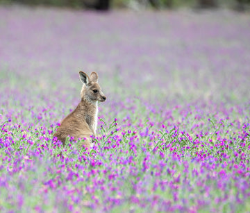 6616ab8ed8c3c268632d0a1d_kangaroo-baby-in-purple-flowers_1762757337445.jpg