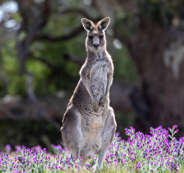 6616ab8ed8c3c268632d0a1d_kangaroo-in-purple-flowers-cropped-x2_1761203775801.jpg