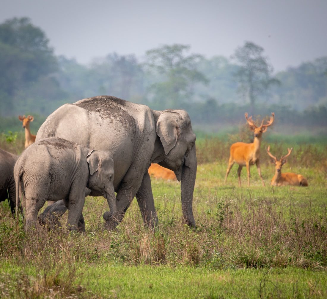 6616ab8ed8c3c268632d0a1d_kaziranga-national-park_1785588904690.jpg