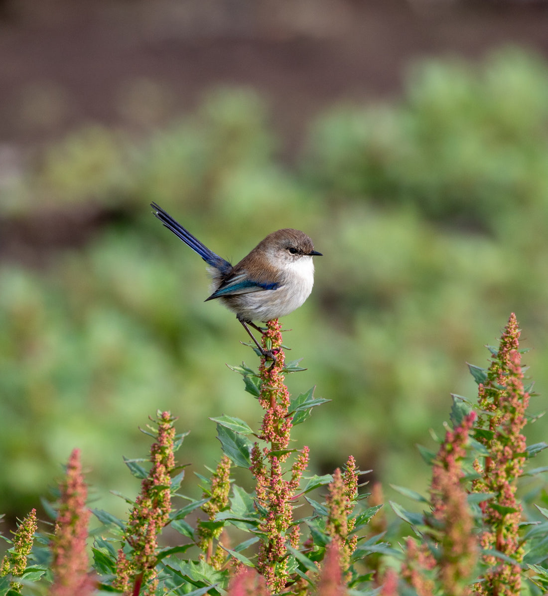 6616ab8ed8c3c268632d0a1d_king-island-wren_1778923357731.jpg
