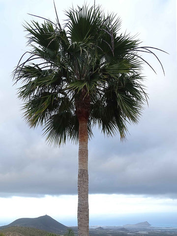 6616ab8ed8c3c268632d0a1d_klein-lone-palm-tree-above-coastal-landscape_1764196075058.jpg