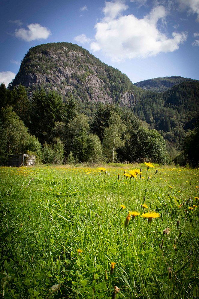 6616ab8ed8c3c268632d0a1d_klein-summer-meadow-beneath-forested-mountain_1763990479572.jpg