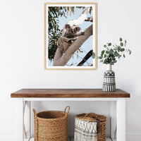 6616ab8ed8c3c268632d0a1d_koala-perched-in-a-tree-wood-frame_1763361078550.jpg