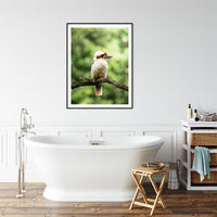 6616ab8ed8c3c268632d0a1d_kookaburra-branch-portrait-black-frame_1763361502589.jpg