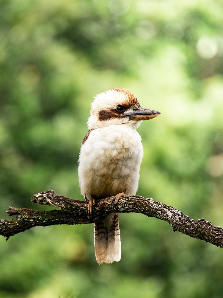6616ab8ed8c3c268632d0a1d_kookaburra-branch-portrait-web_1763361502589.jpg