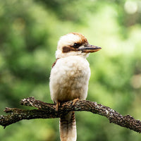 6616ab8ed8c3c268632d0a1d_kookaburra-branch-portrait-web_1763361502589.jpg