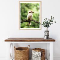 6616ab8ed8c3c268632d0a1d_kookaburra-branch-portrait-wood-frame_1763361502589.jpg