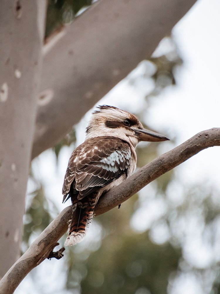 6616ab8ed8c3c268632d0a1d_kookaburra-in-a-tree-web_1763361335614.jpg