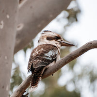 6616ab8ed8c3c268632d0a1d_kookaburra-in-a-tree-web_1763361335614.jpg