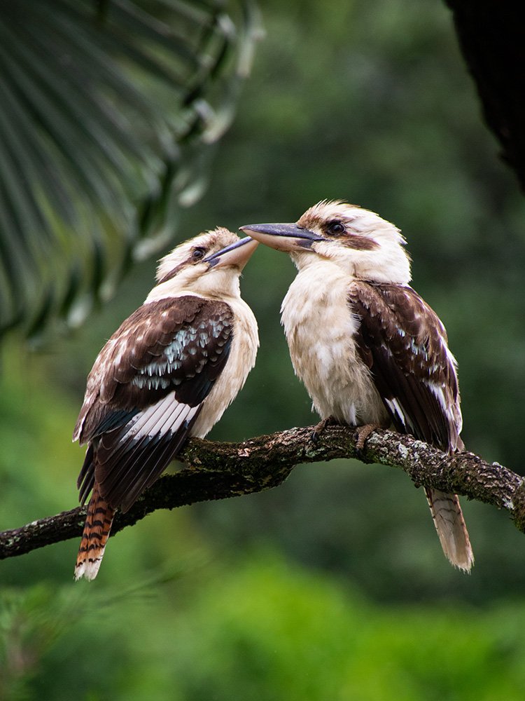 6616ab8ed8c3c268632d0a1d_kookaburra-love-birds-web_1765688797674.jpg