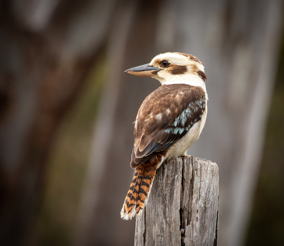 6616ab8ed8c3c268632d0a1d_kookaburra_1785586300374.jpg