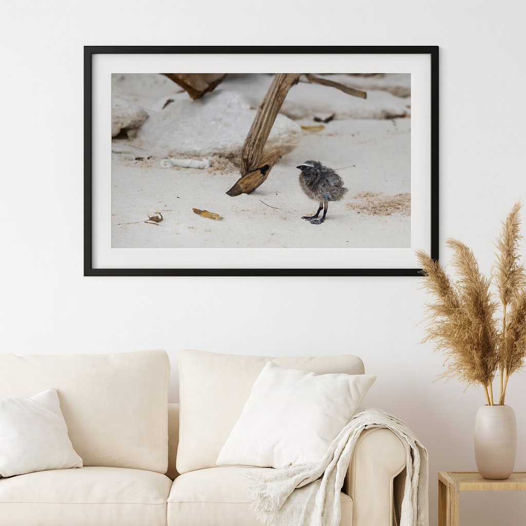 6616ab8ed8c3c268632d0a1d_lady-elliot-island-chick-2_1772517813490.png