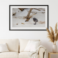 6616ab8ed8c3c268632d0a1d_lady-elliot-island-chick-2_1772517813490.png