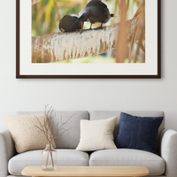 6616ab8ed8c3c268632d0a1d_lady-elliot-island-chick-4_1772516229059.png