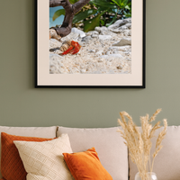 6616ab8ed8c3c268632d0a1d_lady-elliot-island-crab-1_1772516081391.png