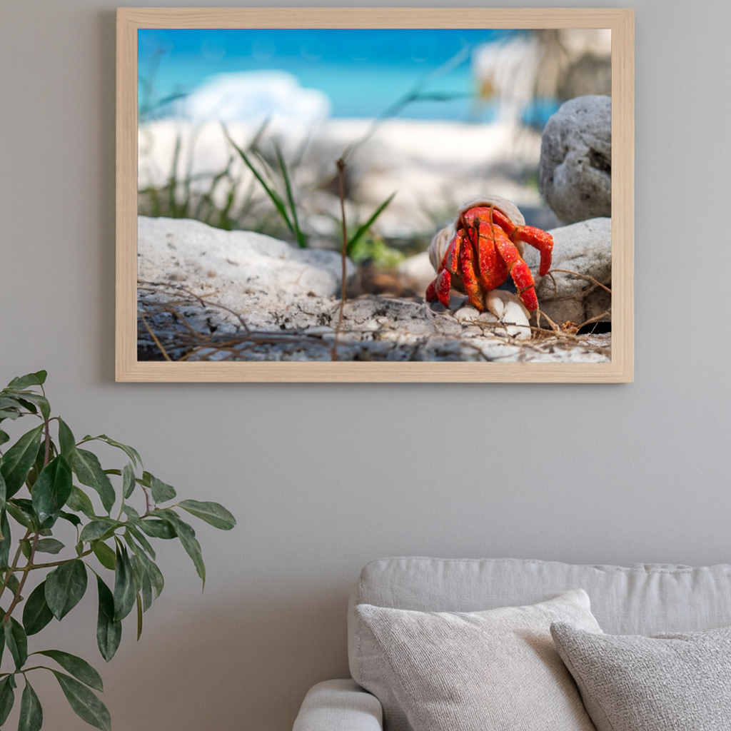 6616ab8ed8c3c268632d0a1d_lady-elliot-island-crab-2_1772516627882.png