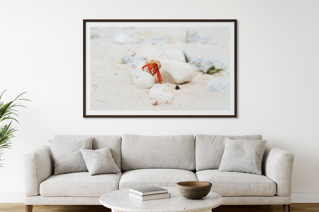 6616ab8ed8c3c268632d0a1d_lady-elliot-island-crab-3_1772518008555.png