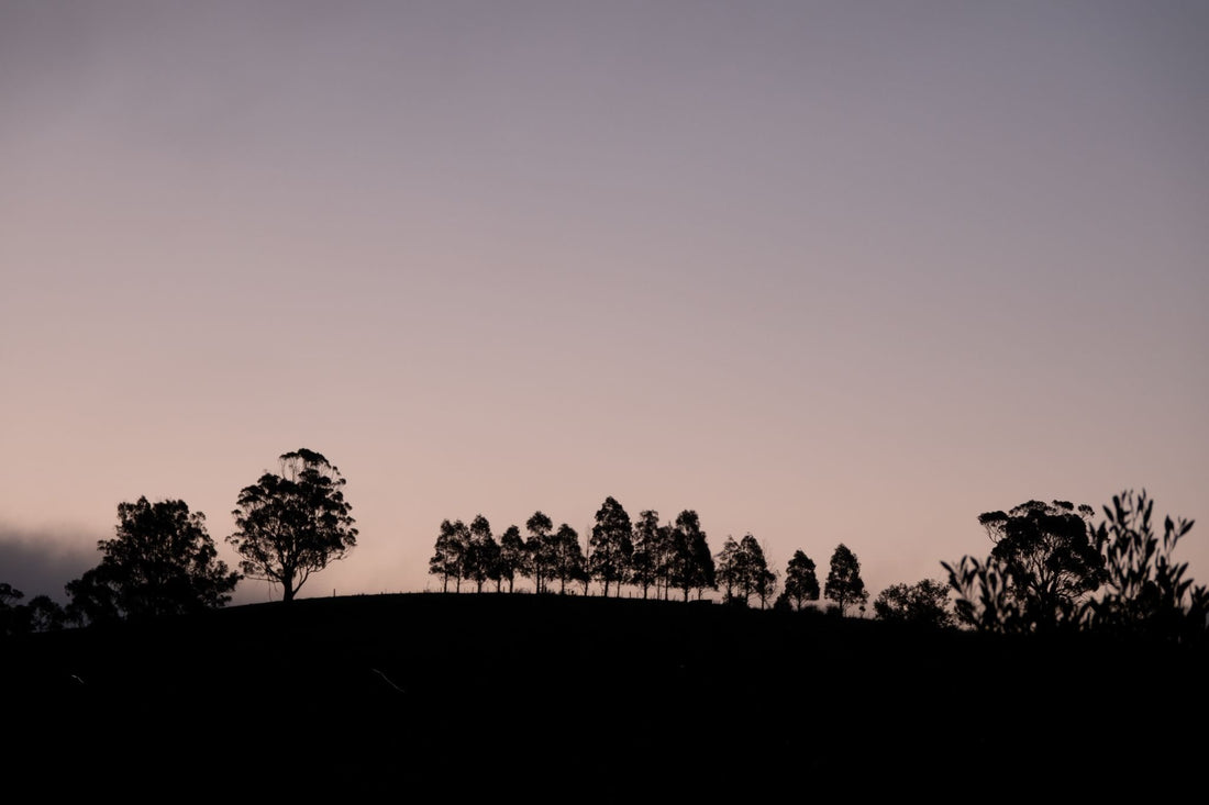 6616ab8ed8c3c268632d0a1d_landscape-silhouetted-tree-line-at-sunset_1768033256778.jpg
