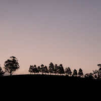 6616ab8ed8c3c268632d0a1d_landscape-silhouetted-tree-line-at-sunset_1768033256778.jpg