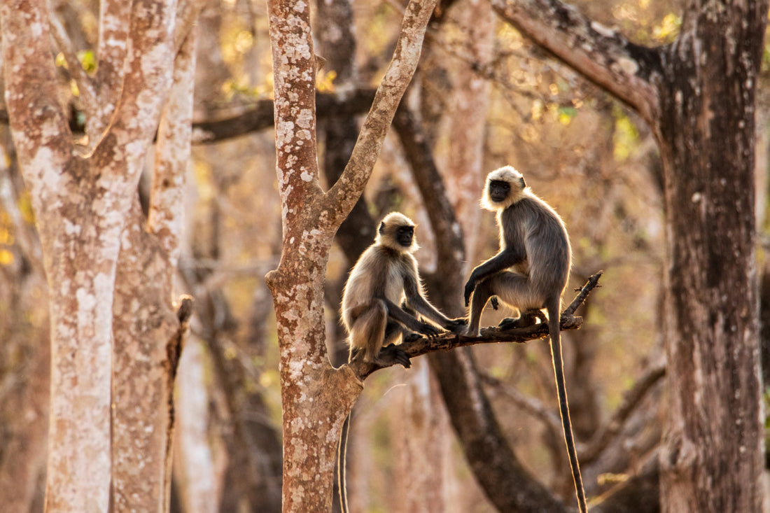 6616ab8ed8c3c268632d0a1d_langurs-in-india-landscape-version-_1785587321324.jpg