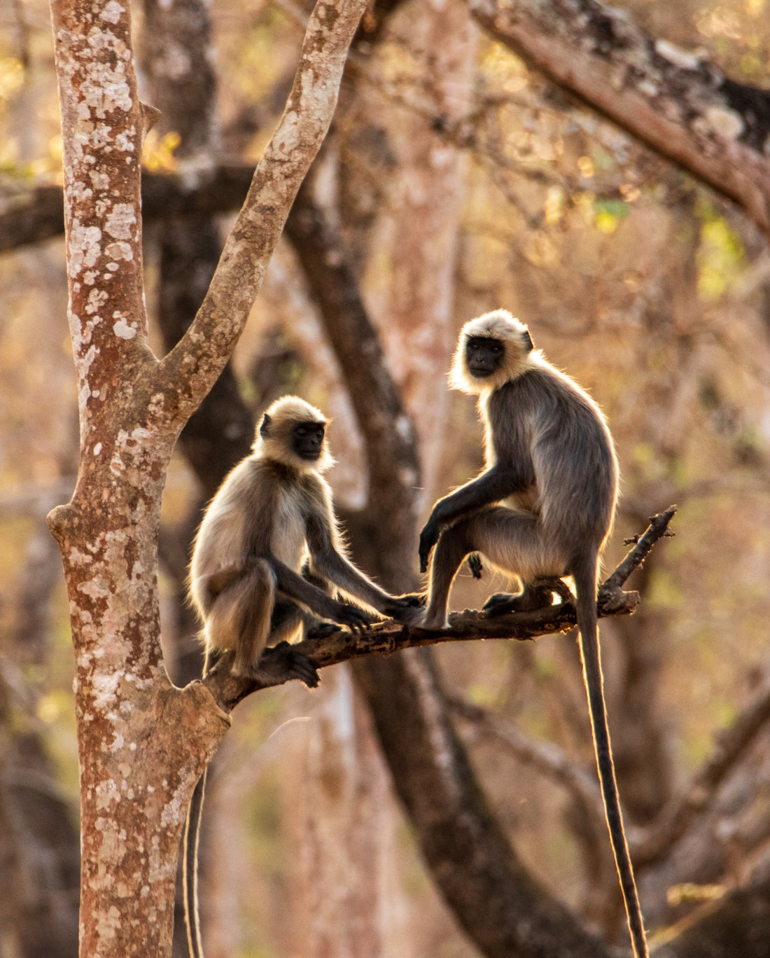 6616ab8ed8c3c268632d0a1d_langurs-in-india_1785587131833.jpg