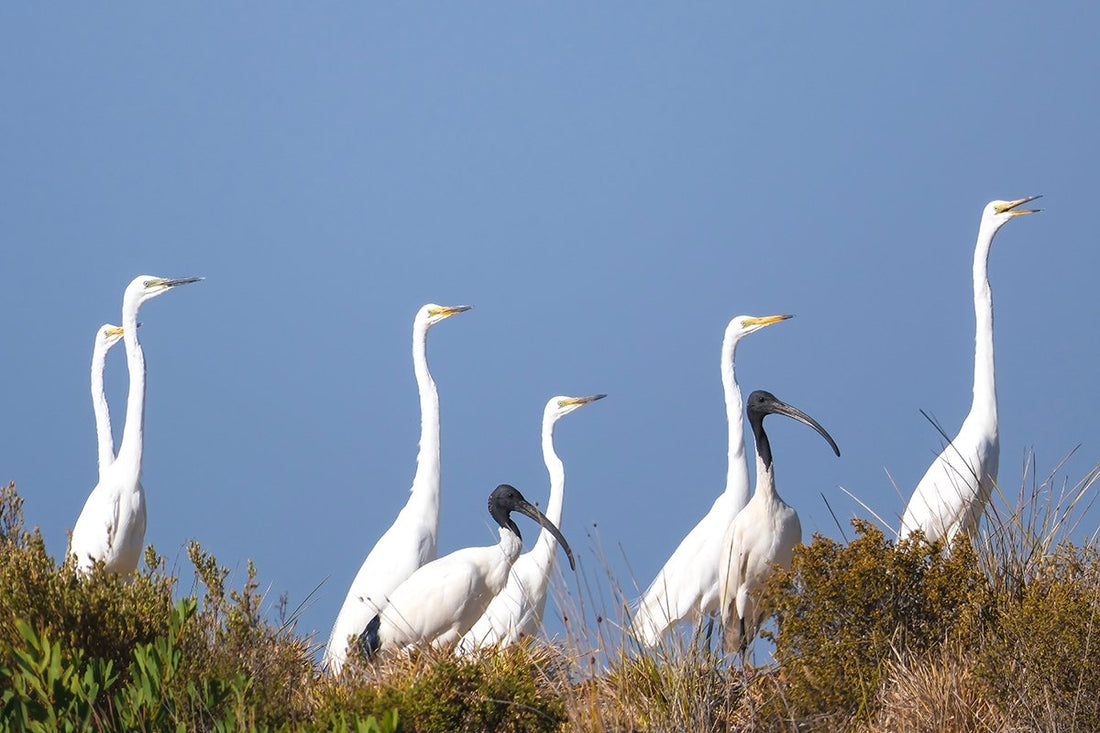 6616ab8ed8c3c268632d0a1d_large-group-of-waders-great-egrets-and-australian-white-ibis-coorong-south-australia_1768277223680.jpg