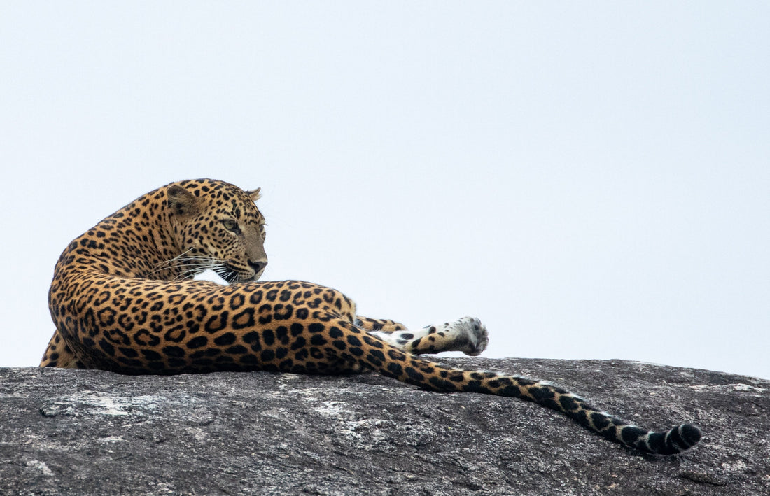 6616ab8ed8c3c268632d0a1d_leopard-in-sri-lanka_1778922693267.jpg