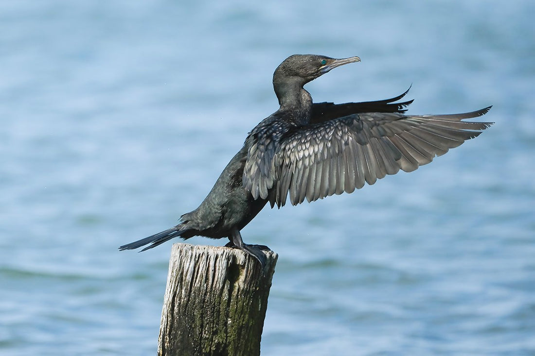 6616ab8ed8c3c268632d0a1d_little-black-cormorant-on-post-conducting-a-nonexistent-orchestra_1768277398691.jpg