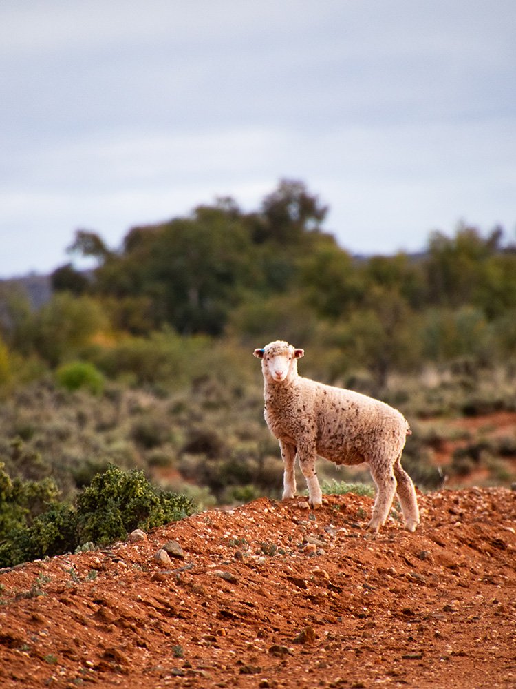 6616ab8ed8c3c268632d0a1d_little-lamb-in-broken-hill-nsw-web_1765694331003.jpg
