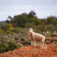 6616ab8ed8c3c268632d0a1d_little-lamb-in-broken-hill-nsw-web_1765694331003.jpg